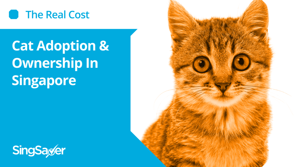 The Real Cost Cat Adoption & How Much It Cost to Own a Cat in Singapore